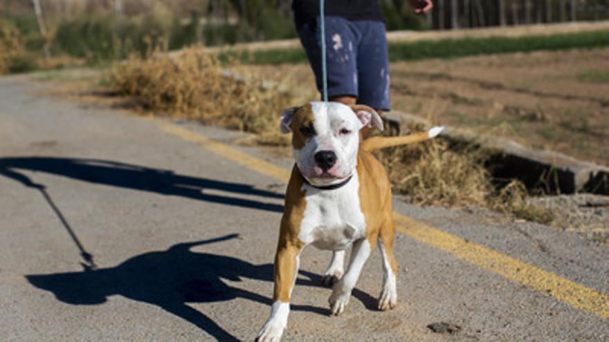 Un perro, paseando con su persona responsable. El término amo o dueño ya no es adecuado según la futura ley.