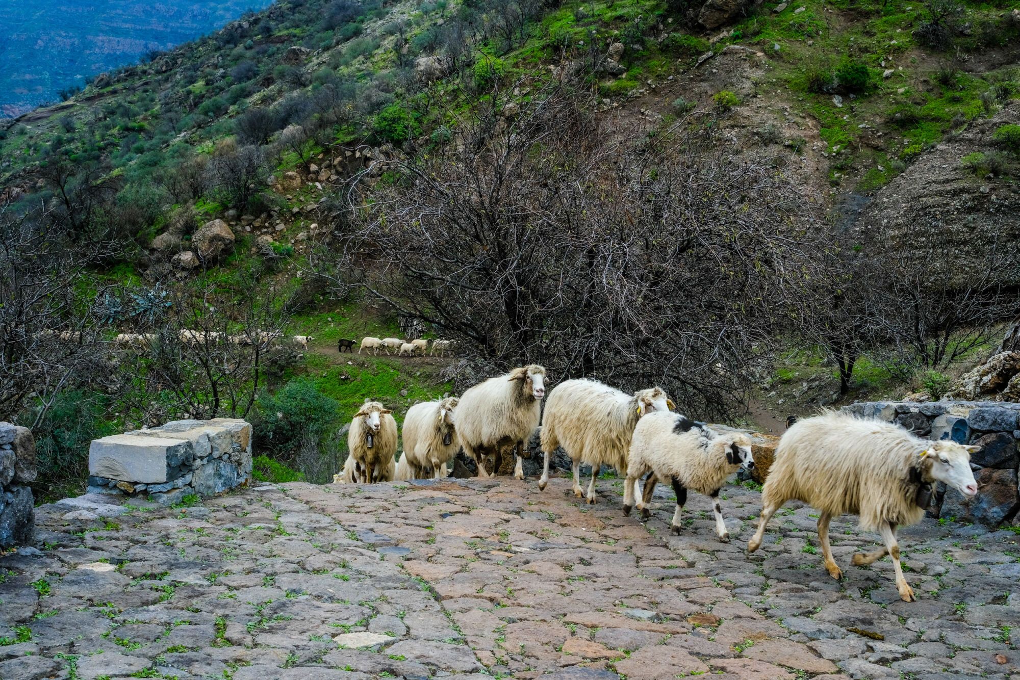 Transhumancia en Tejeda