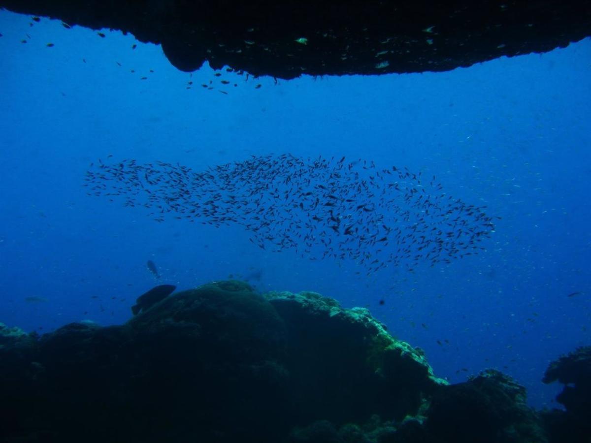 Los peces se verán afectados por el calentamiento y la acidificación de los océanos