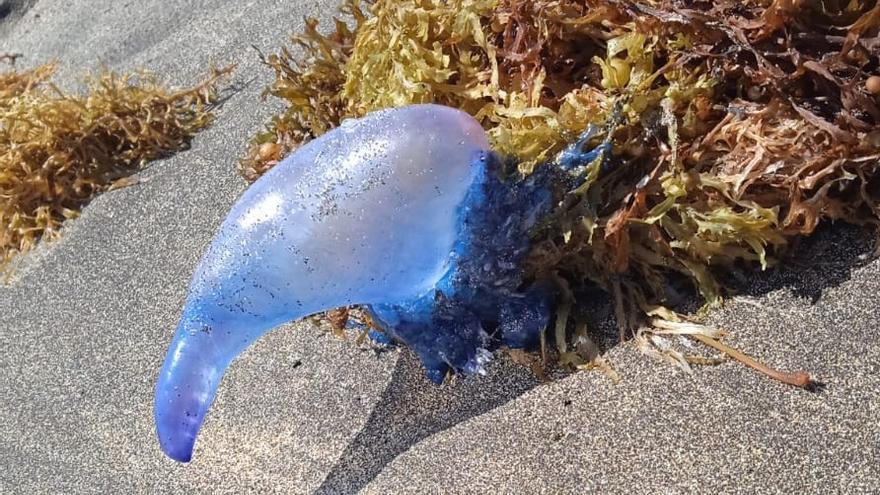 Peligro en Famara por la presencia de medusas carabelas portuguesas