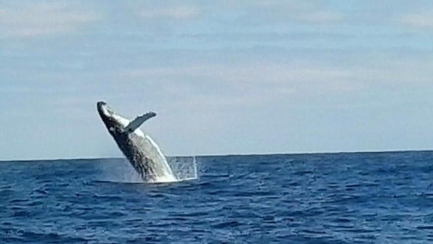 Una ballena yubarta o jorobada, en la zona de La Isleta a principios de 2016.