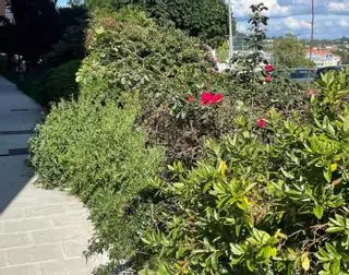 Contratada la jardinería para O Burgo y el rural entre críticas de los vecinos
