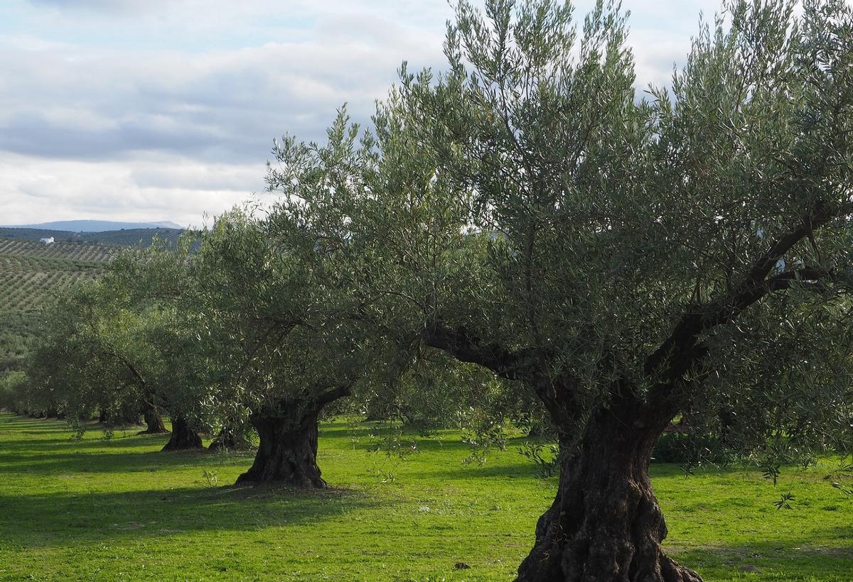 Campo de olivares