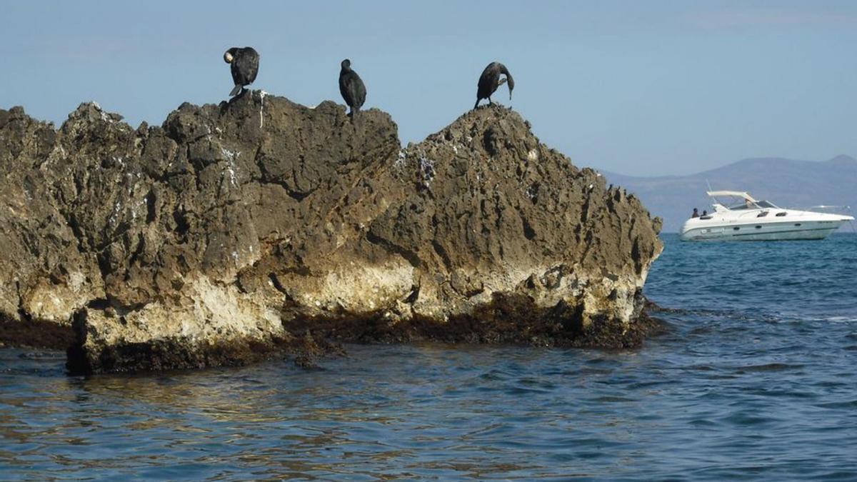 Corbs marins a les Muscleres d’Empúries, a l’Escala