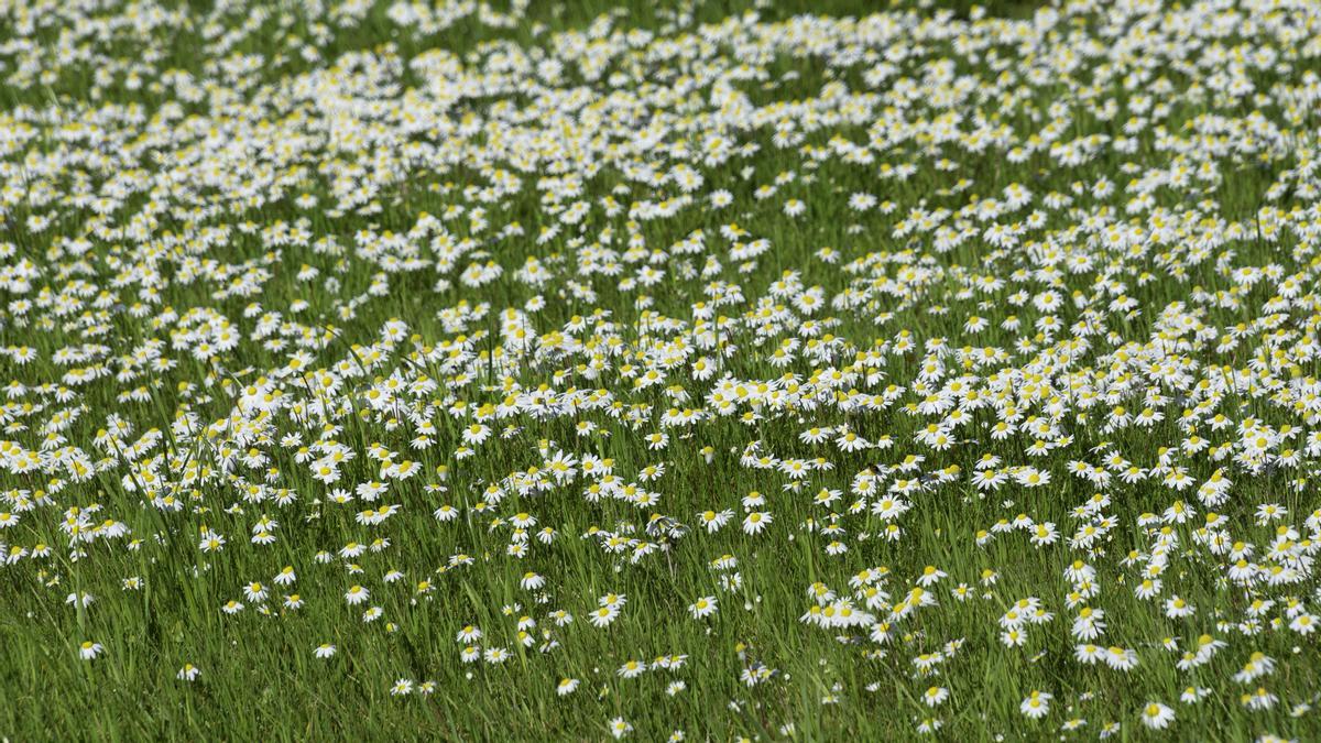 Fotogalería| Tiempo primaveral este jueves