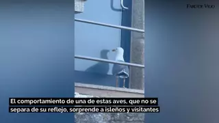 Una gaviota narcisista en la isla de Ons