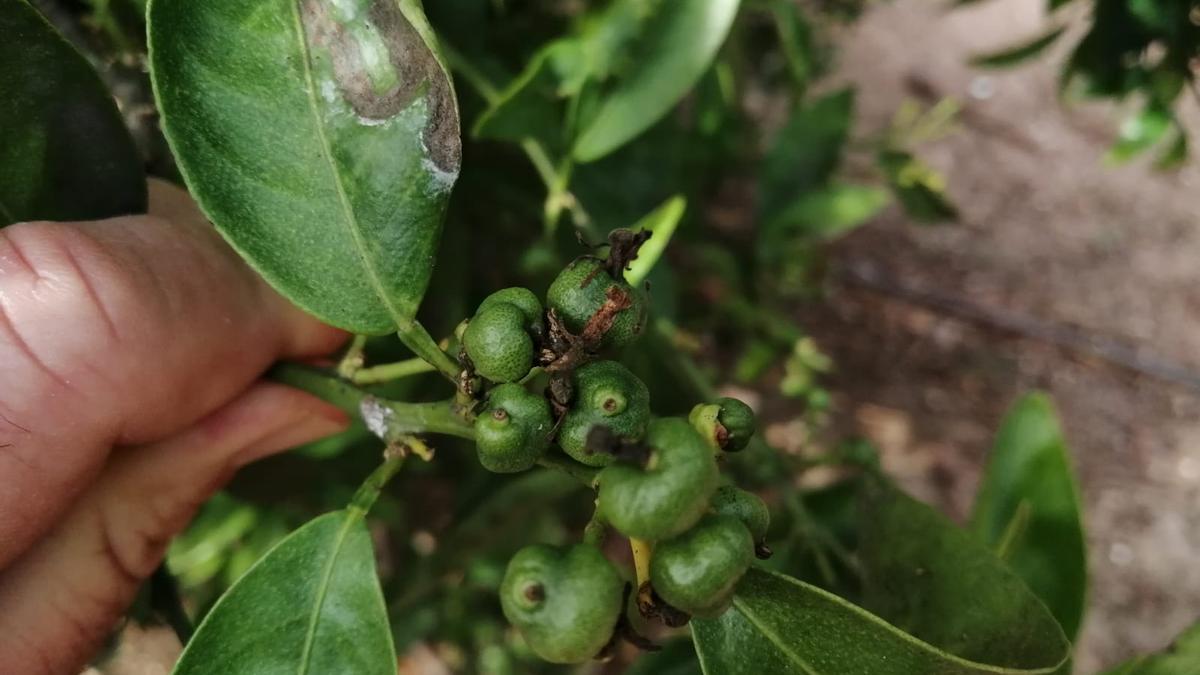 La plaga del &#039;cotonet&#039; causa estragos en los cítricos de la Plana Baixa.