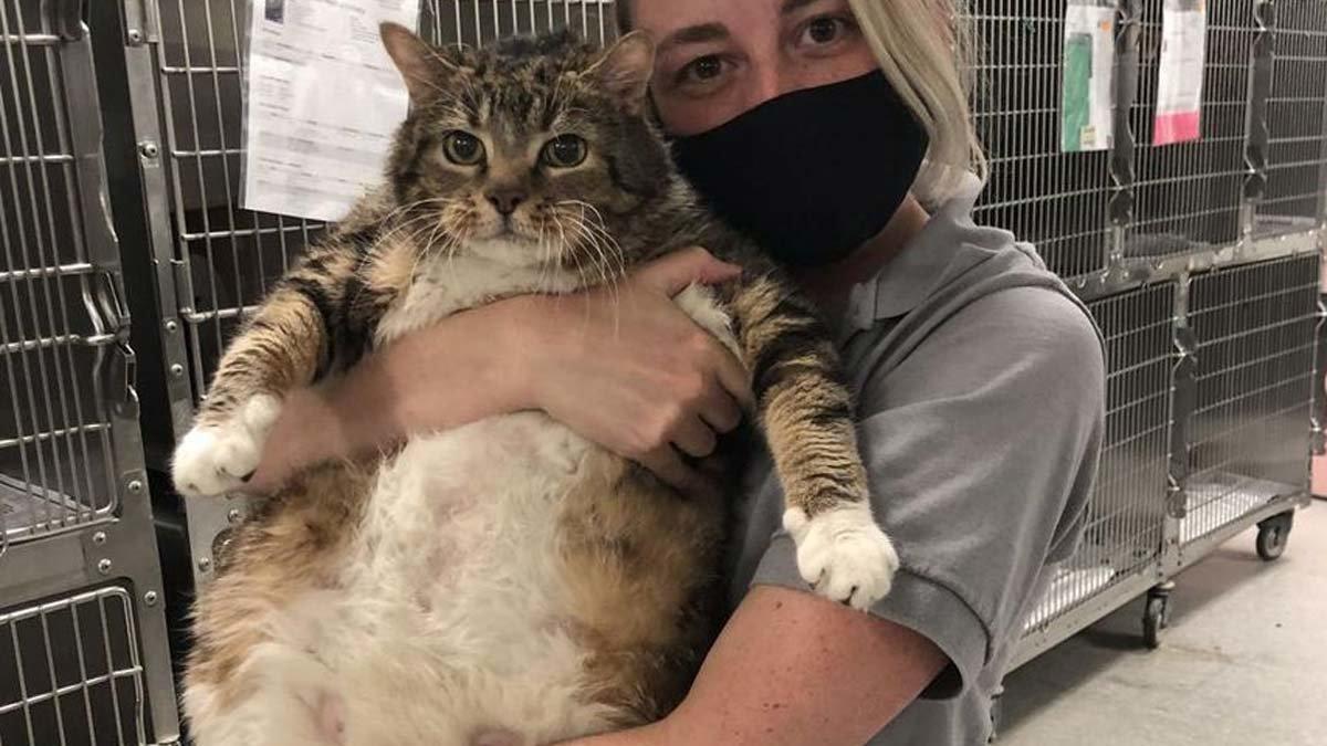 Lasaña, la gata que fue abandonada por engordar casi 10 kilos durante el confinamiento