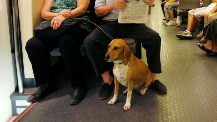 Las mascotas podrán ir desde mañana en tren y metro en Mallorca