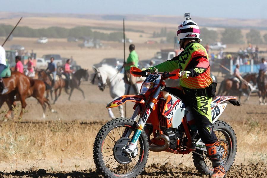 Encierro campero en Moraleja del Vino