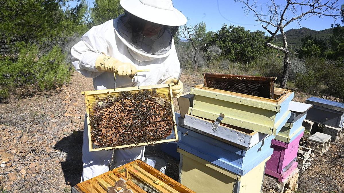 Una apicultora extrae uno de los panales de una colmena.