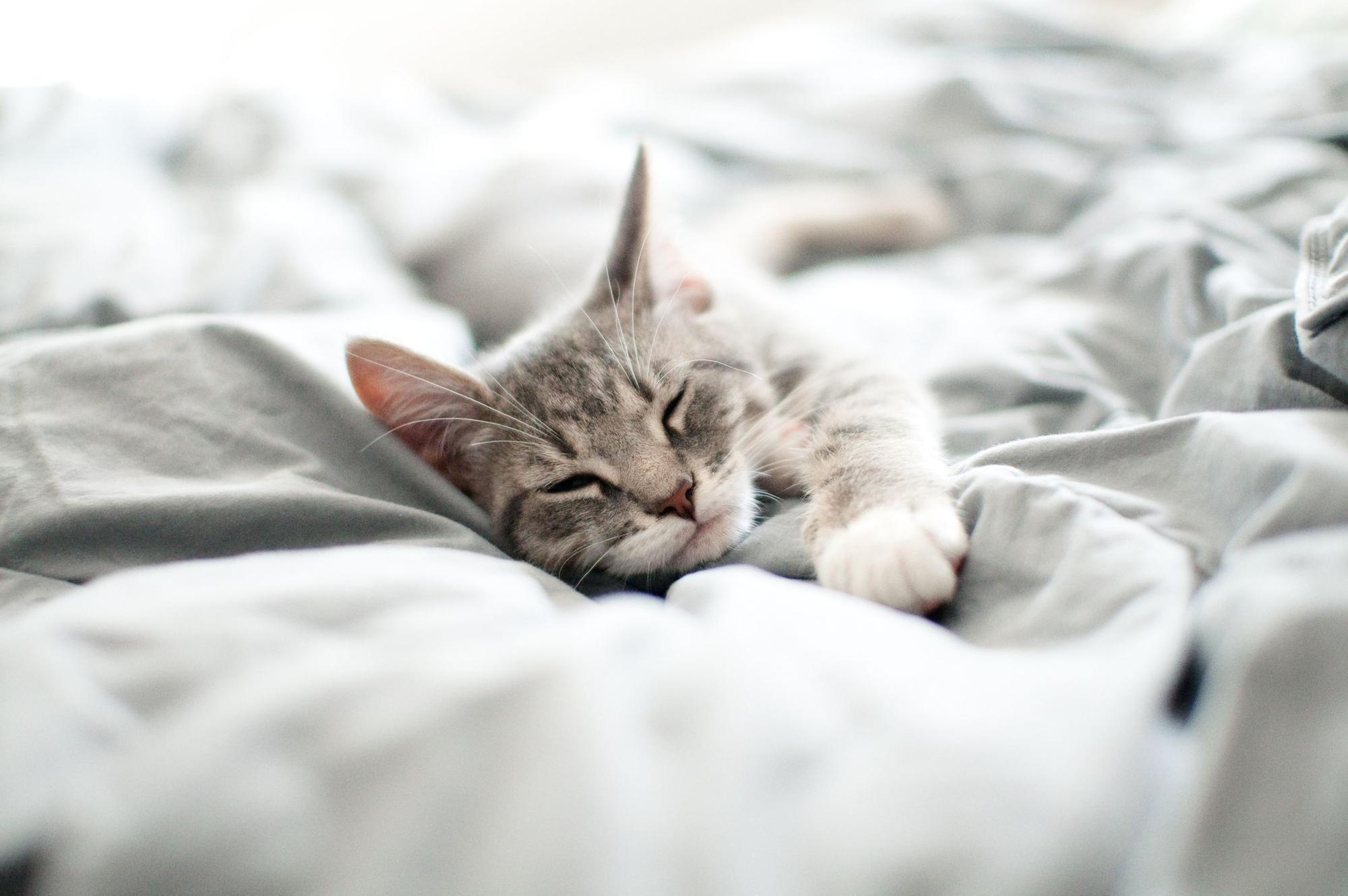 Tu gato quiere dormir contigo por los siguientes motivos.