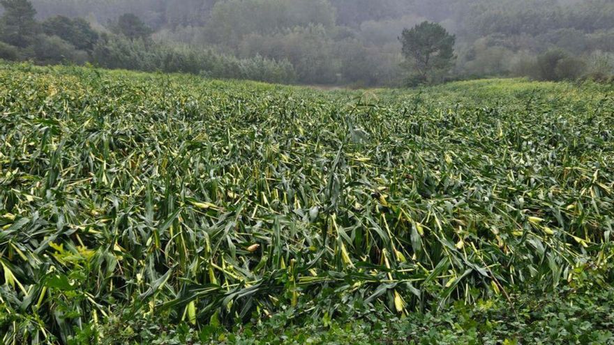 Solo 3.800 hectáreas agrarias afectadas por ‘Kirk’ tienen seguro