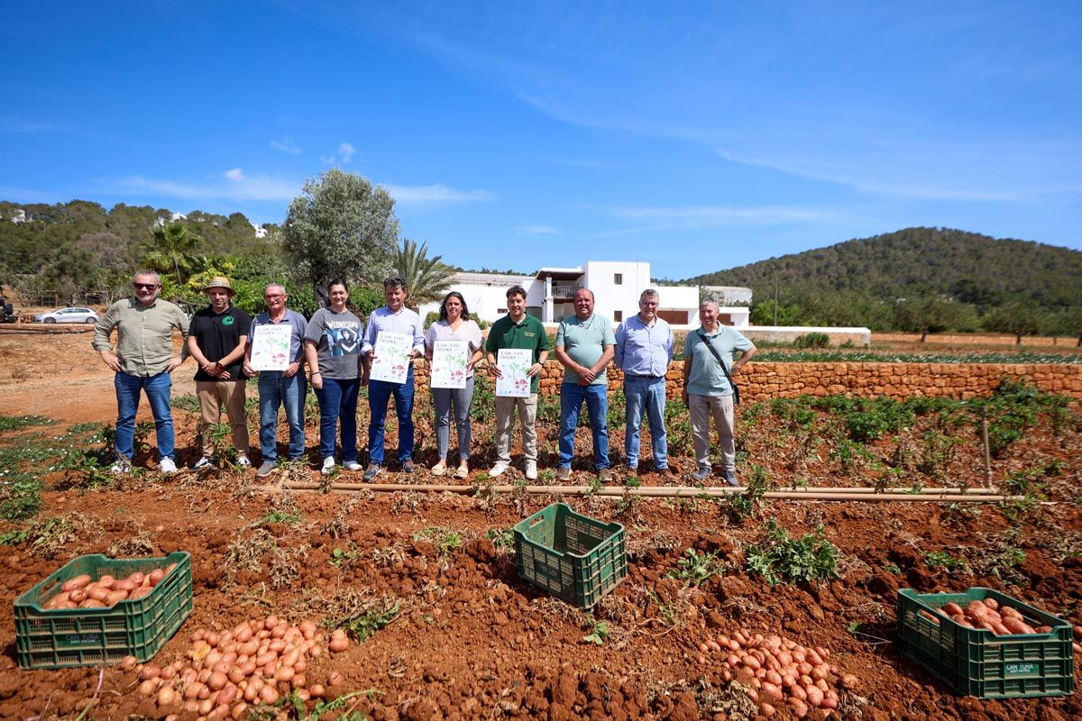 Galería: Los productores de Ibiza recogerán 2,7 millones de kilos de patata en 2025
