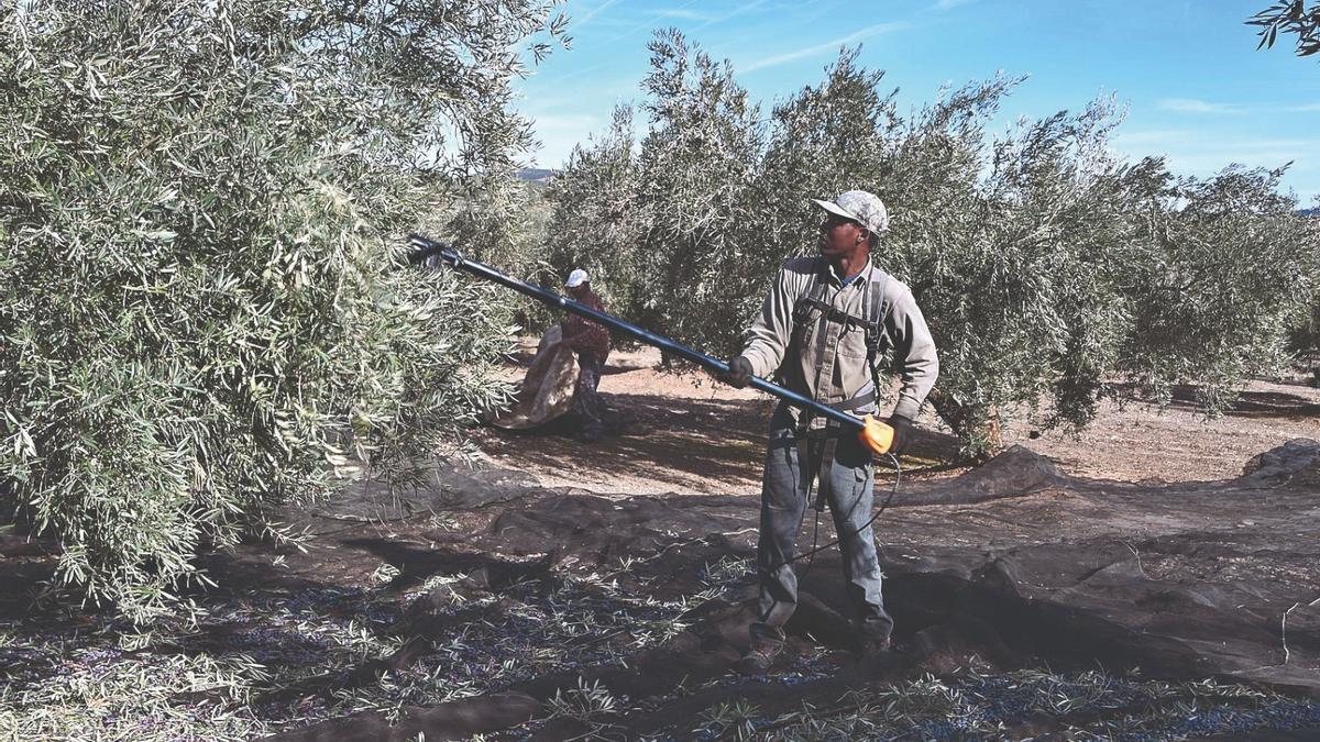 Recogida de la aceituna en una explotación situada en Albendín.
