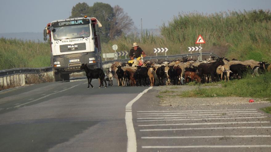 Los ecologistas rechazan que la Diputación amplíe la carretera junto al parque de El Hondo y el humedal de Carrizales