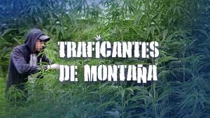 Multimèdia | Així són les plantacions de marihuana que els narcos oculten al bosc