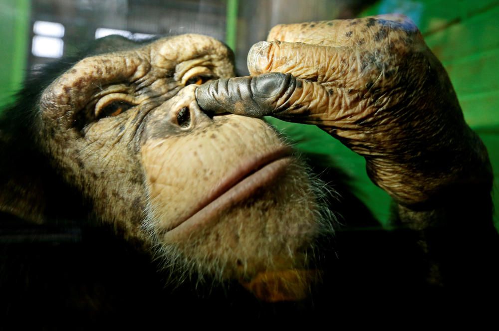 Anfisa, a twelve-year-old female chimpanzee, ...