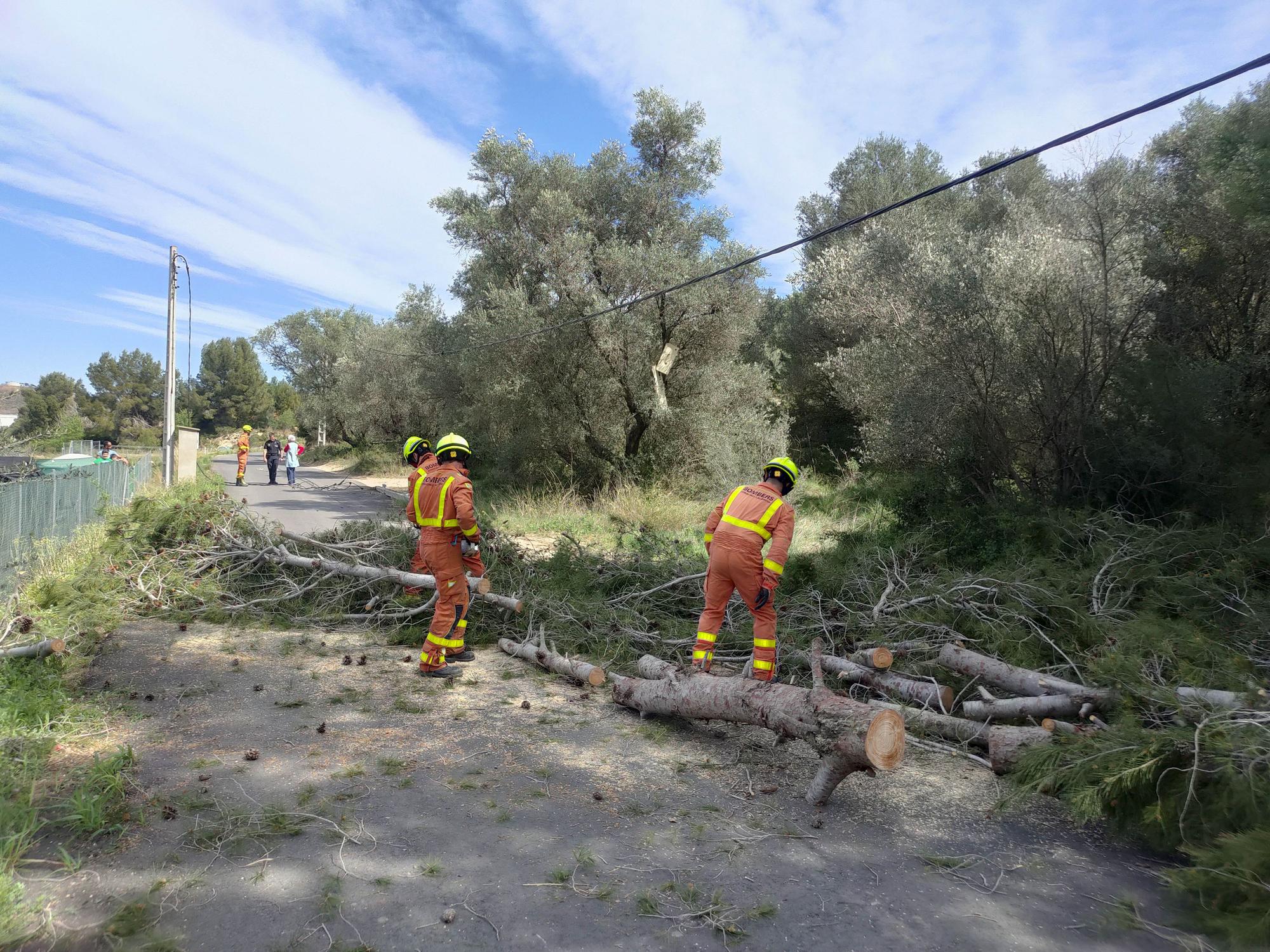 La caída de un árbol deja sin luz a varios chalets en el Carraixet