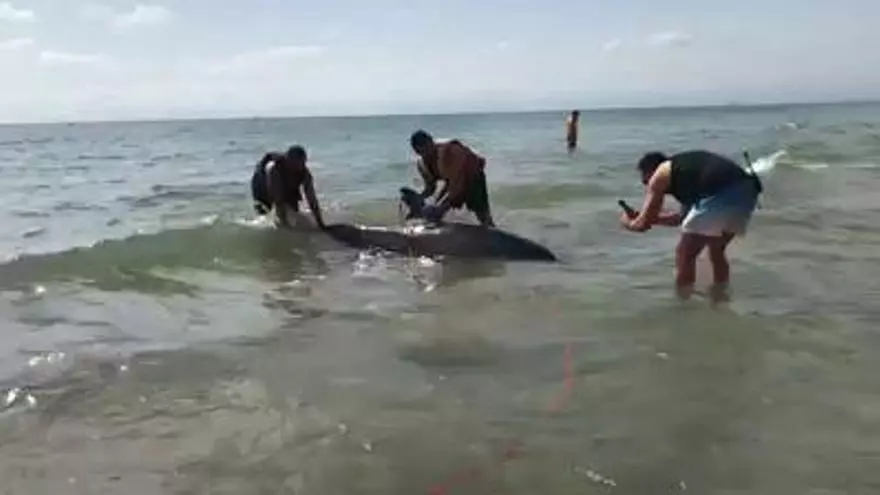 Un delfín muere varado en Campoamor