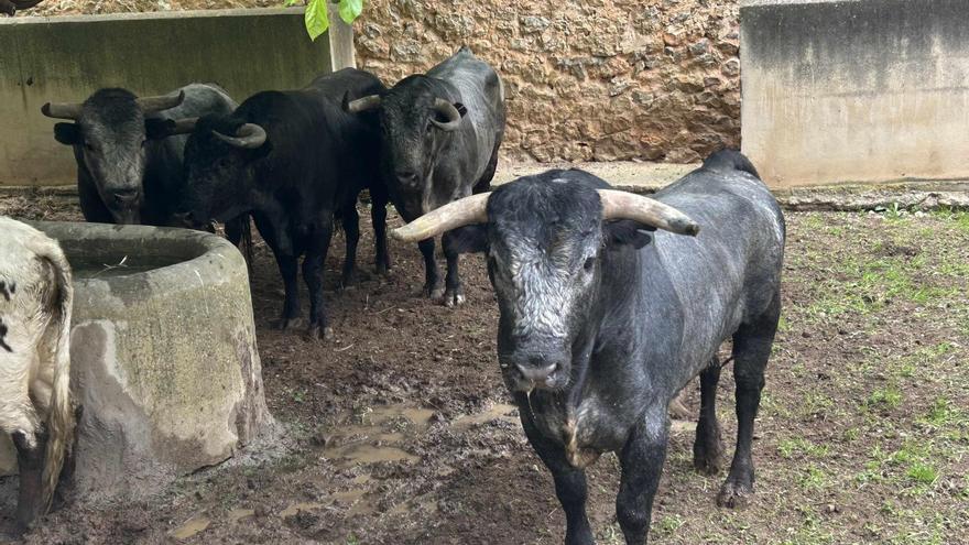 Los Miura para el Domingo de Ramos ya están en Inca