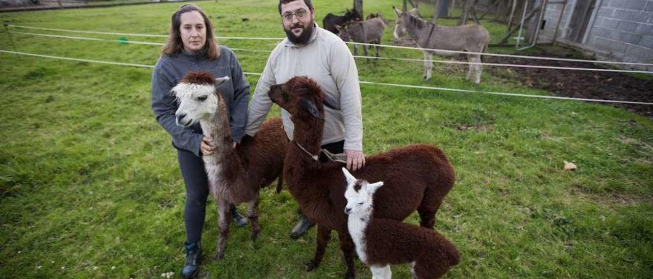 Isabel Villamor y Roberto Ríos, con las tres alpacas. // Bernabé/Cris M.V.