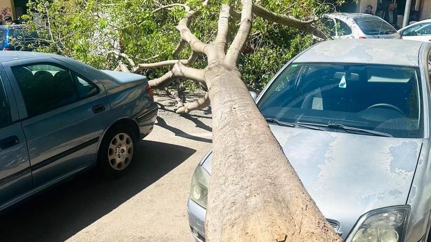 El árbol cayó sobre un coche en la calle Santa Florentina, en Son Gotleu.