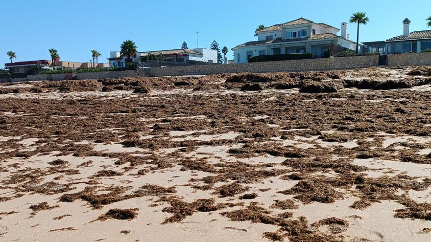 Algas invasoras llegadas a una playa de El Puerto de Santa María (Cádiz).