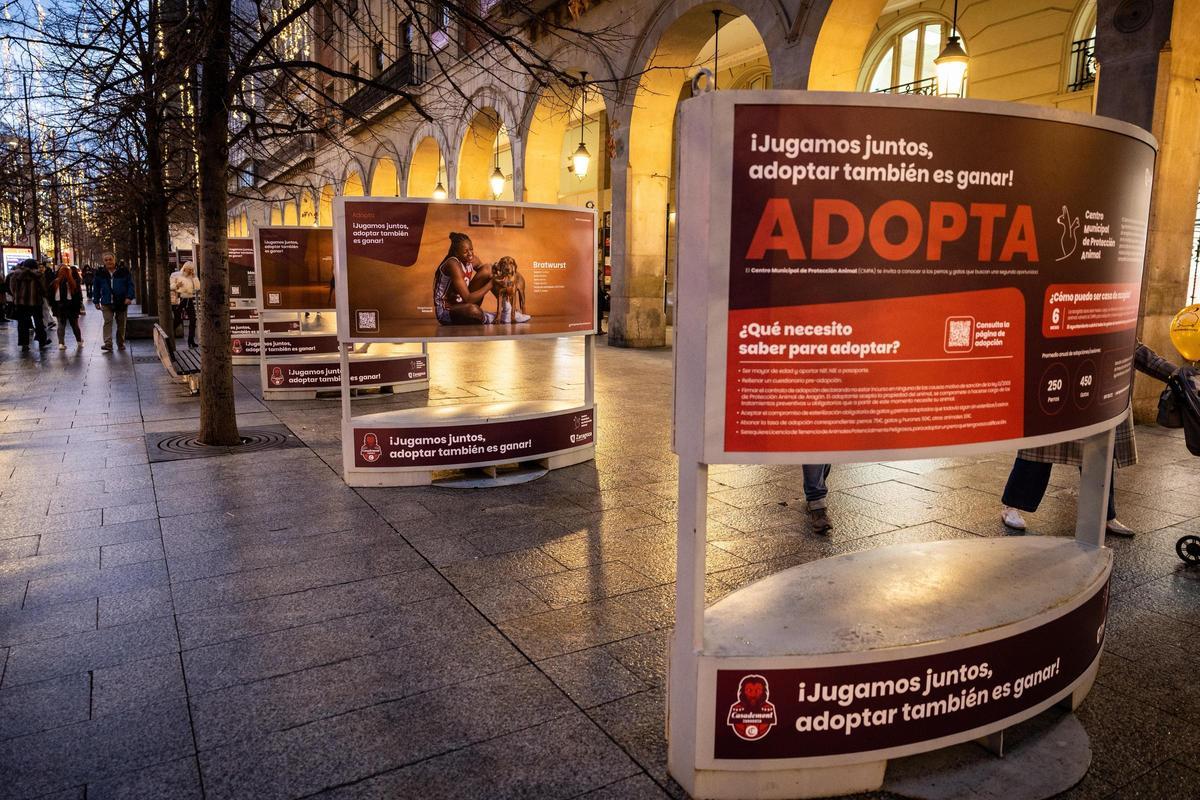 La nueva campaña del Casademont Zaragoza. La nueva campaña del Casademont Zaragoza.