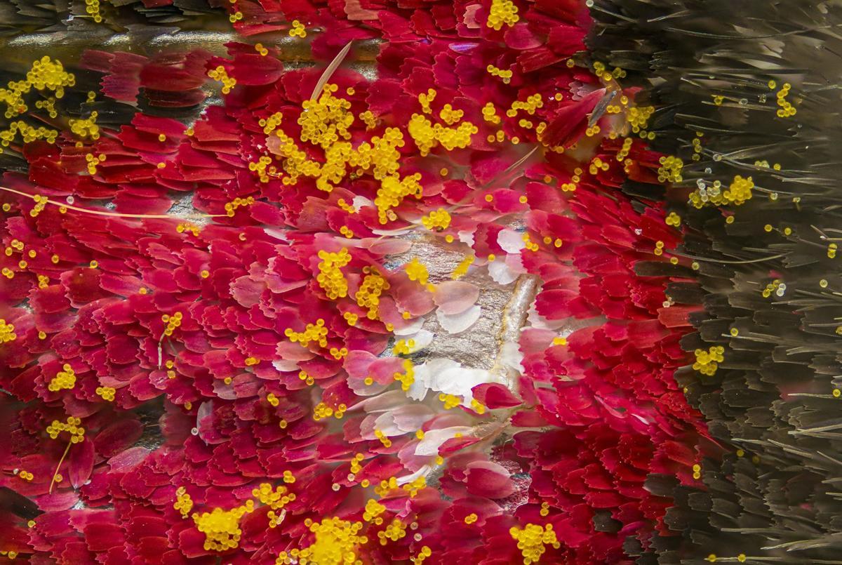 Frutos microscópicos, de Brandos Antonio Segura Torres