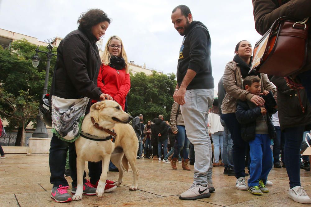 Pasarela Navideña canina en la Merced