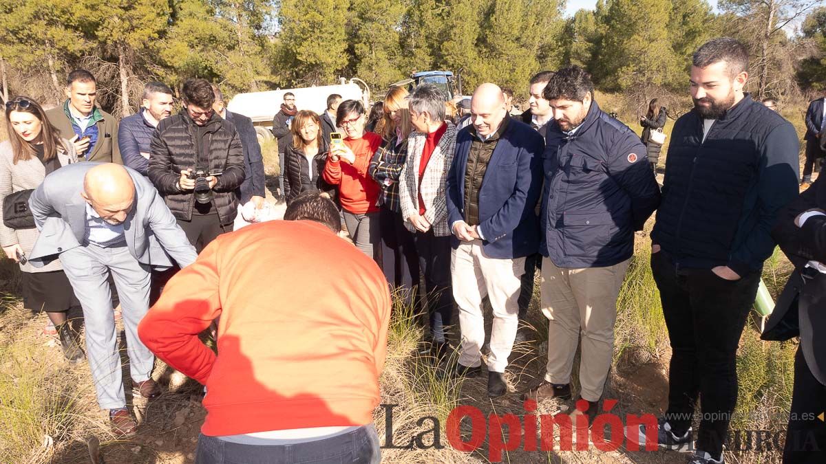 Bosque Disfrimur