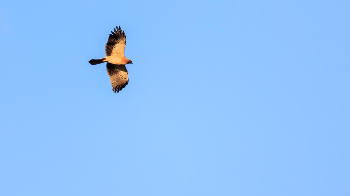 La variedad de aves, una constante en la zona del riu Millars.