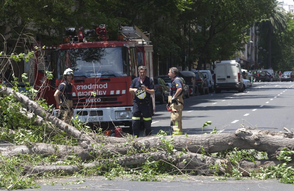 Un árbol se derrumba en la avenida de Burjassot de Valencia