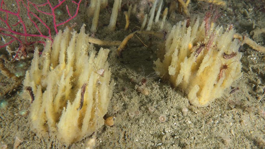 Descubren una nueva especie de esponja marina a cuatro millas de la costa ribeirense