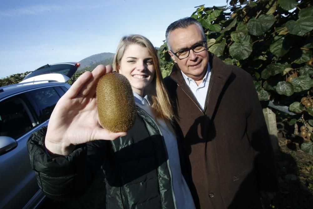 La recogida del kiwi en Pravia