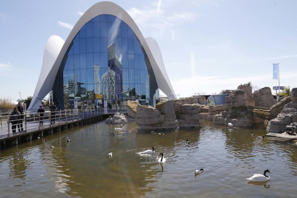 Inauguración del nuevo Oceanogràfic