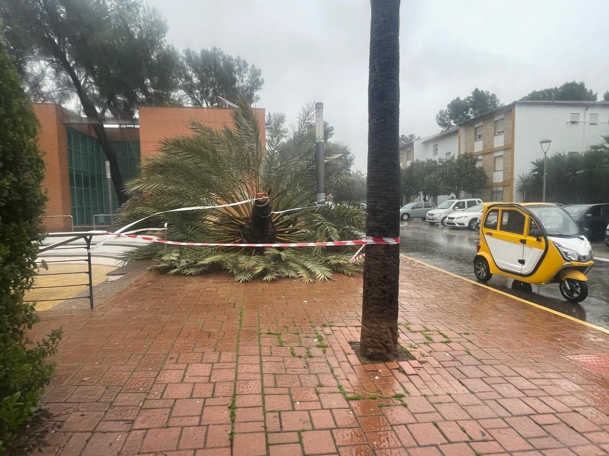 Palmera caída por el viento en Puente Genil.