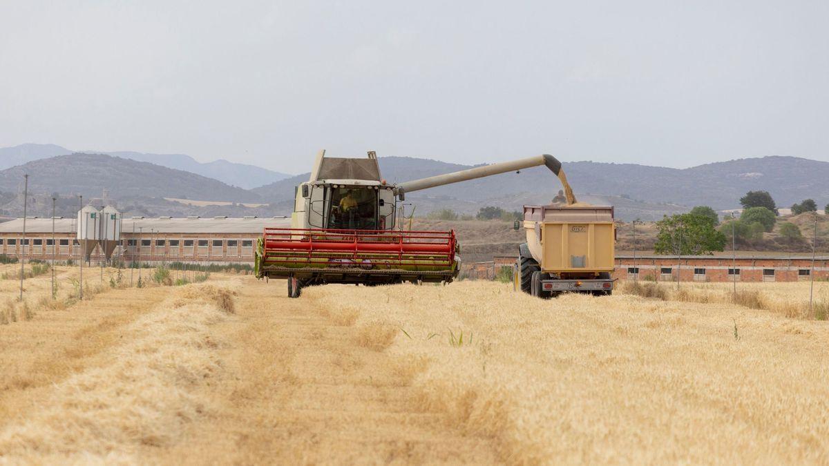 Gairebé el 40% de la producció de cereals a Catalunya és ordi