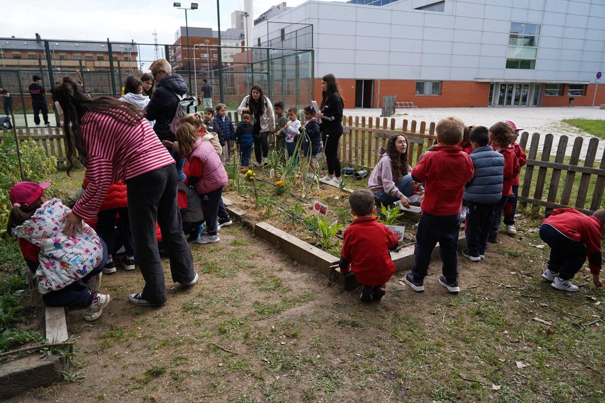 Proyecto educativo en el huerto del Campus Viriato Proyecto educativo en el huerto del Campus Viriato