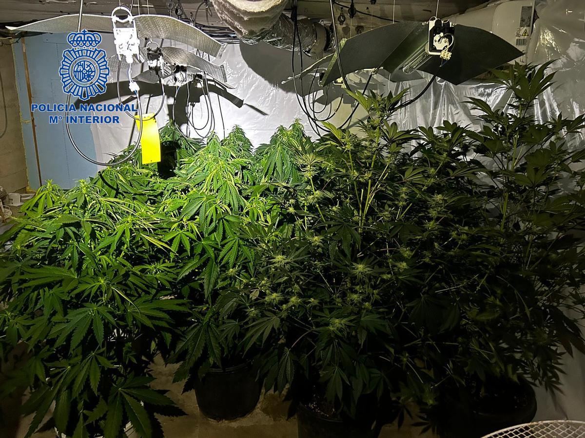 Las plantas de marihuana habían alcanzado un gran tamaño.