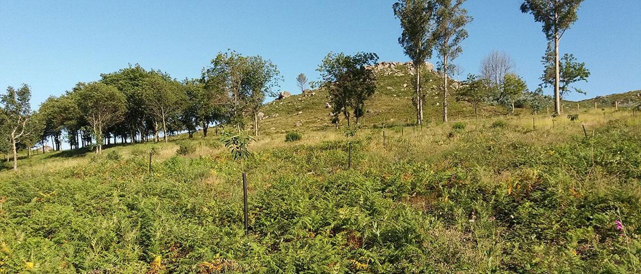 Monte en Zamáns (Vigo) repoblado tras un incendio.