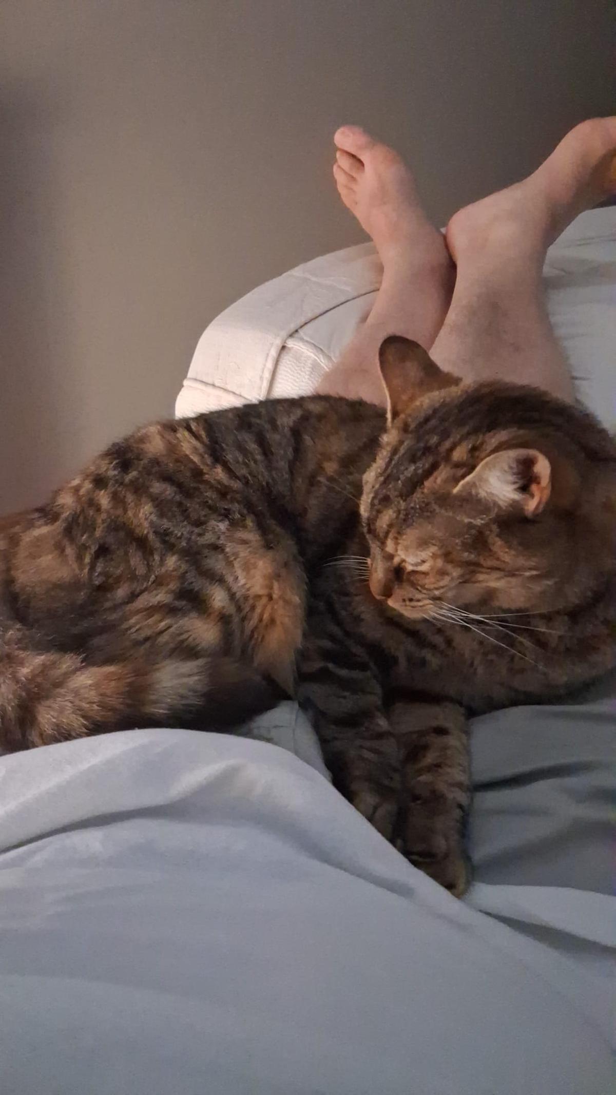 La gata Mena en las piernas de su cuidador David Más.