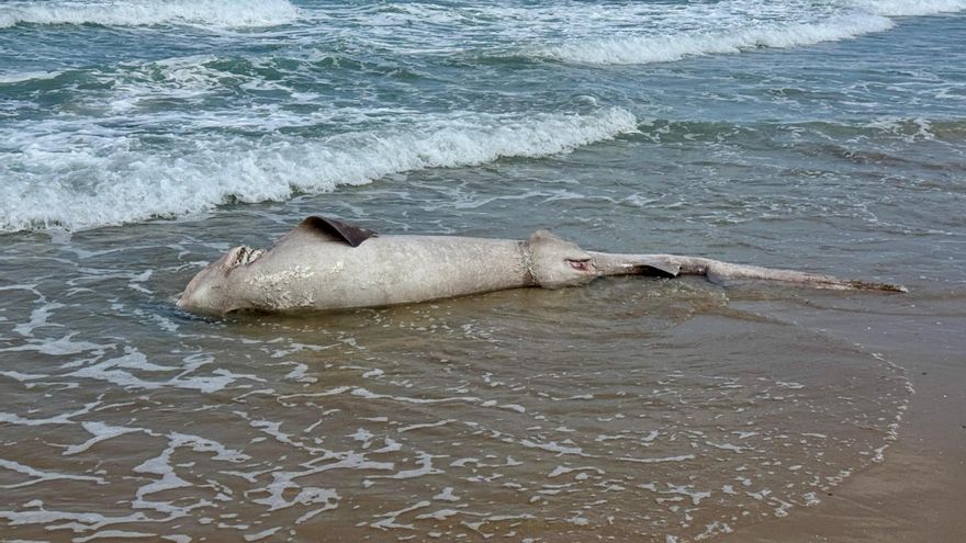 Aparece el cadáver de un tiburón de 2 metros en Arenales del Sol