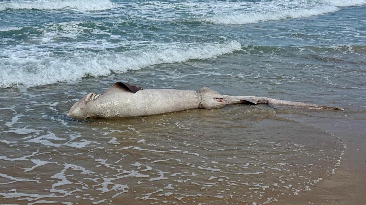 El tiburón varado en Arenales del Sol sigue en la orilla del mar esta tarde de jueves
