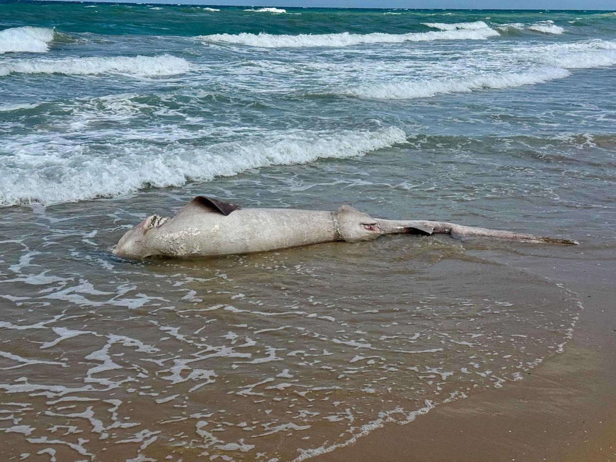 El tiburón varado en Arenales del Sol sigue en la orilla del mar esta tarde de jueves