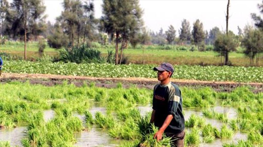 El arroz sí puede ser sostenible