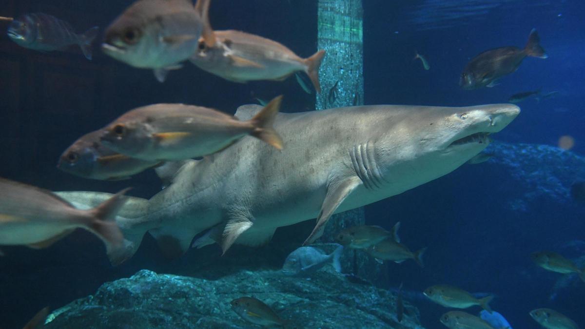 Tiburón Gastón en el Aquarium Finisterrae