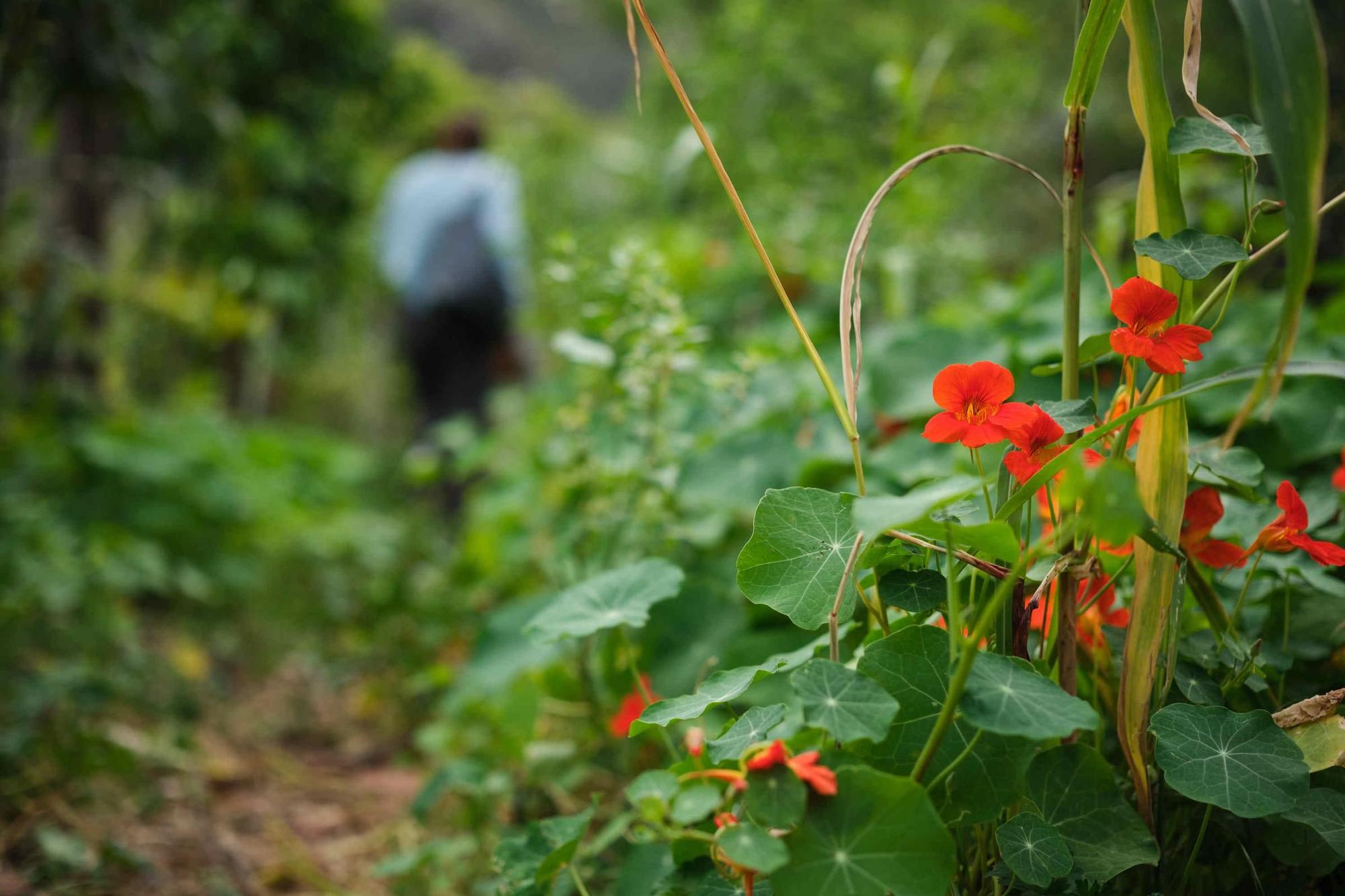 Única finca de vainilla de Tenerife