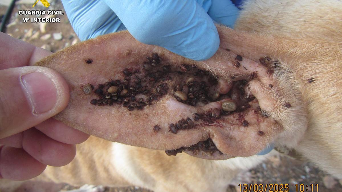Rescatan en Antigua a tres perros en estado crítico: el SEPRONA investiga un posible delito de maltrato animal